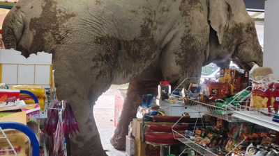 A hungry wild elephant raids a grocery store in Thailand for snacks