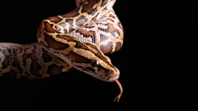 Bobcat takes down 13-foot Burmese python in Florida, experts shocked