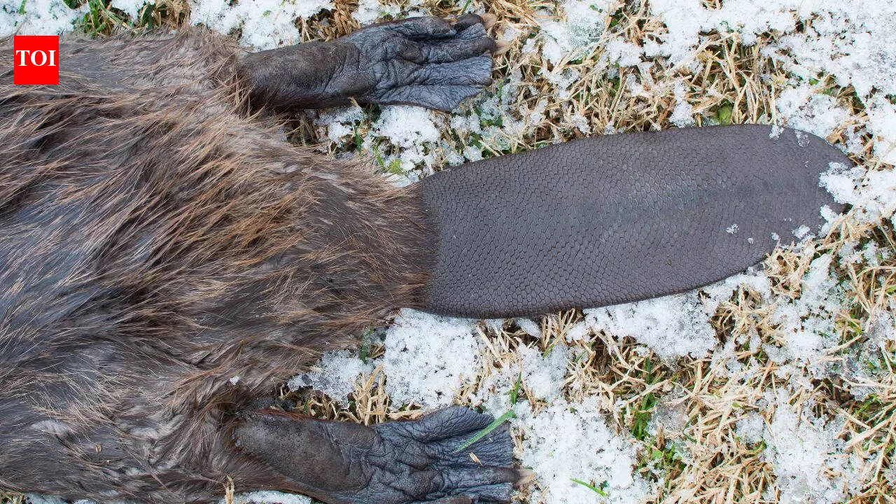 6 wild animals whose tails are more dangerous than you think