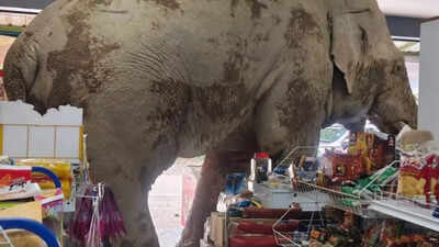  Hungry elephant strolls into a grocery store; what happened next will melt your heart