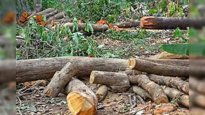 Andhra Pradesh sees significant forest loss and tree cover changes in 2024: Report