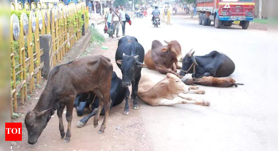 Authorities Take Action on Stray Cattle, Illegal Slaughter