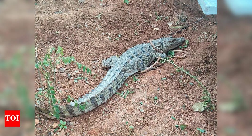Crocodile Wanders into Gadwal Residential Area