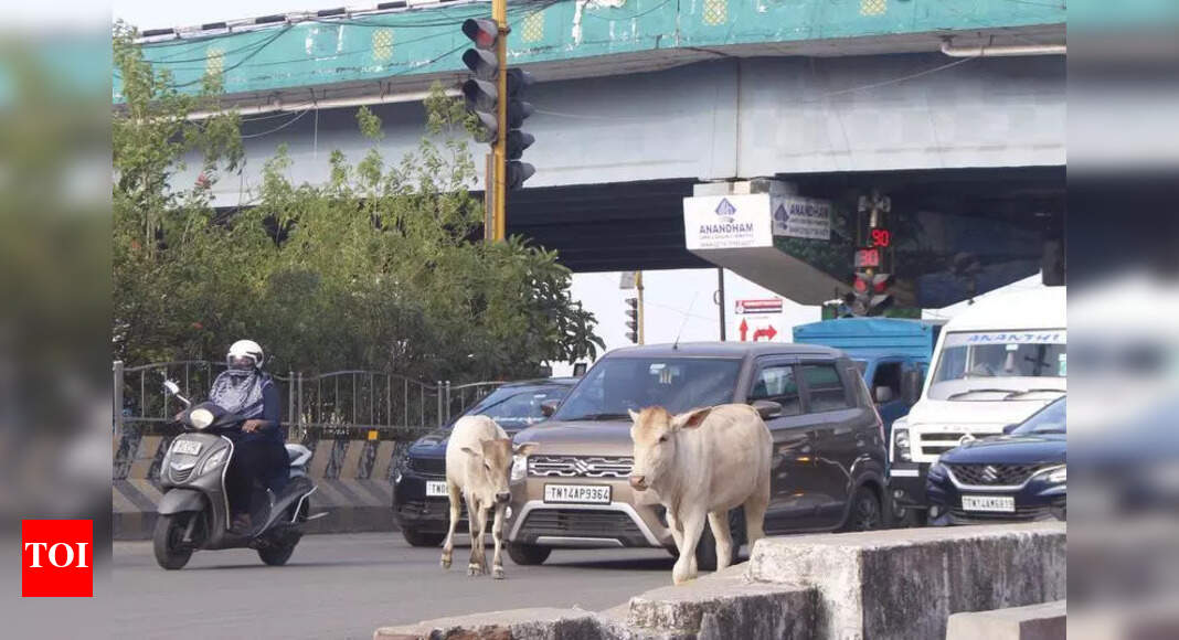 Chennai to Get Road, Transit Upgrades with Green Energy