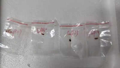What is the crop-killing fungus that was smuggled into the U.S. by a Chinese couple?