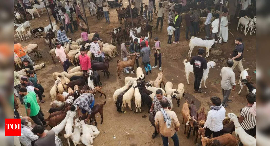 Amritsar Livestock Market Hit by Reduced Demand from Kashmir