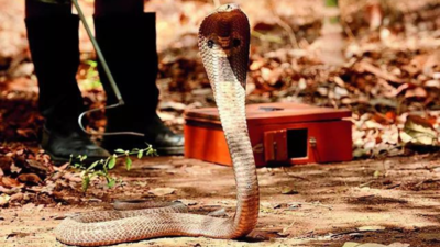 41 snakebite cases in Bengaluru this year due to rain, urbanisation