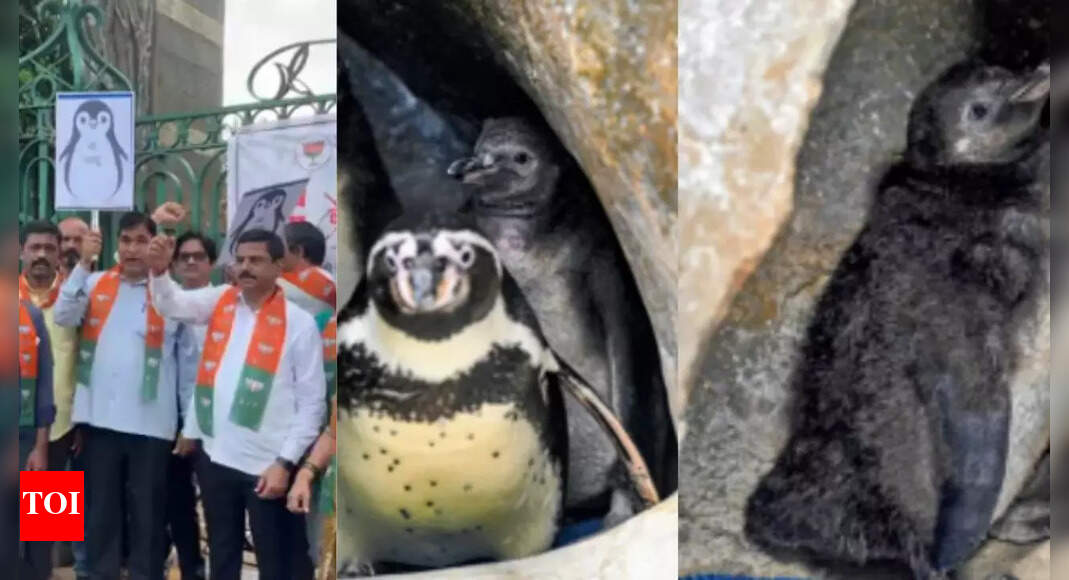 Mumbai Zoo Penguin Naming Sparks Language Debate