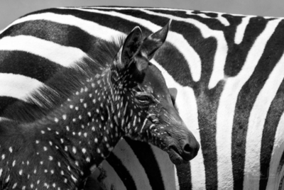 First ever 'polka-dotted' zebra foal spotted in Kenya: Is this a new species?