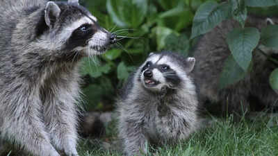 5 life saving signals animals use to escape predators