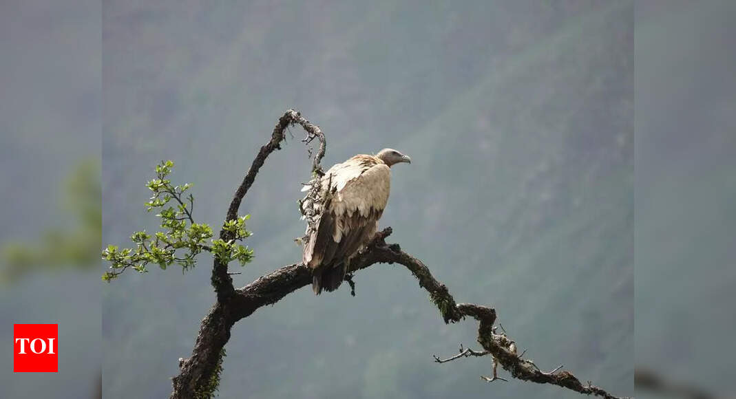 ‘Ist-ever’ raptor survey in Pithoragarh records 24 species | Dehradun ...