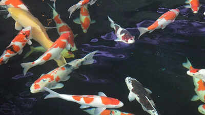 Most expensive Koi fish sold for a worth of $1.8 million; here’s what makes the fish so special