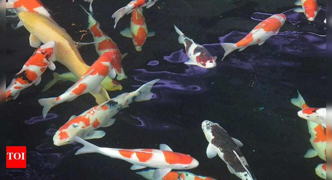 Most expensive Koi fish sold for a worth of $1.8 million; here’s what makes the fish so special