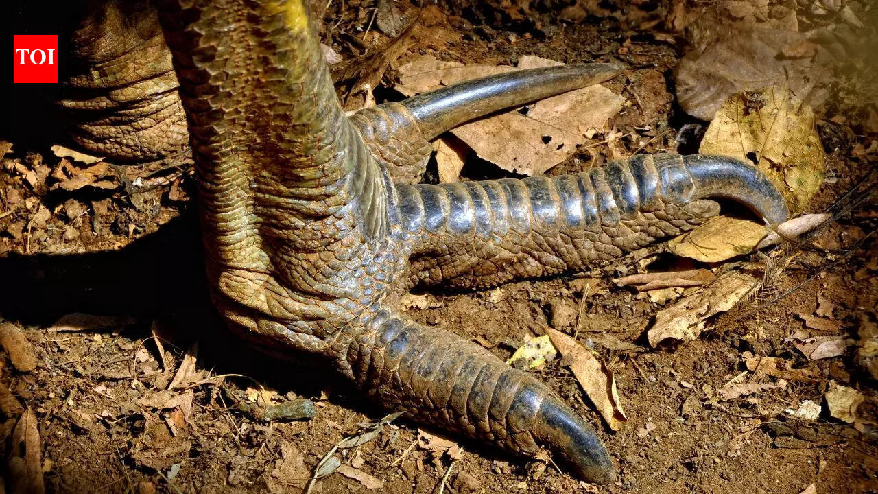 Meet 6 strange animals with claws that rival a human face in length