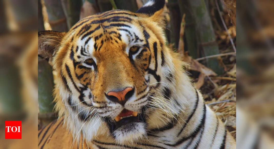 5 reasons why the Sundarbans should be on every nature lover’s bucket list