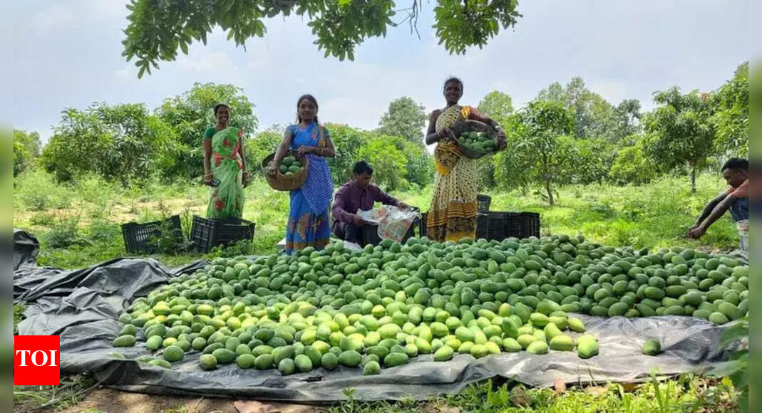 Bokaro Women Turn Barren Land into Mango Orchard Success