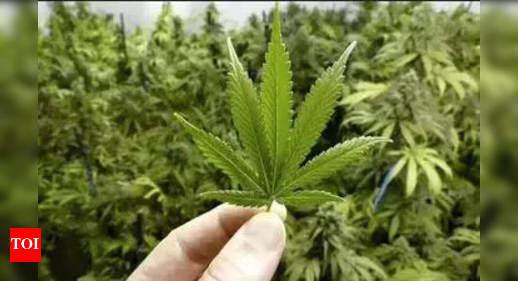 Chennai Gang Convicted for Ganja Trafficking