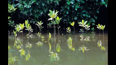 Goa mangrove plan to focus on non-intrusive tourism