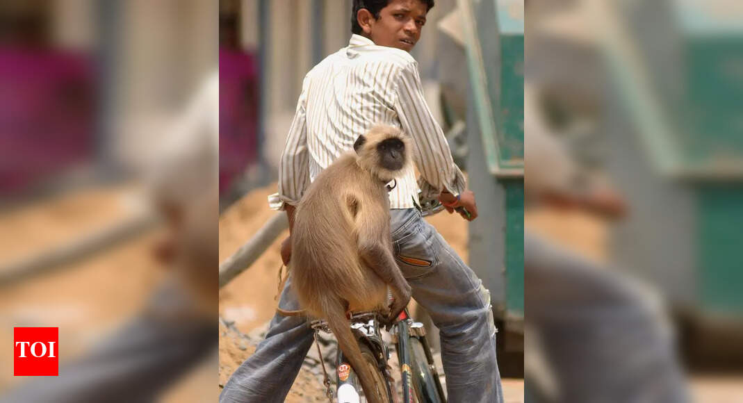 Activists Raise Concerns Over Langur Exploitation in Gurgaon