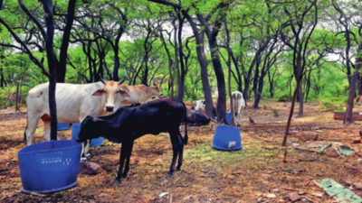  Encroachments, govt apathy undermine forests despite court orders and citizen efforts