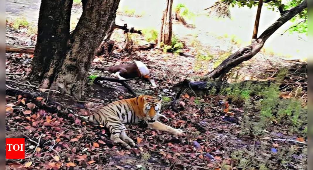 Injured Tiger Triumphs: Returns to Kanha Reserve After Treatment