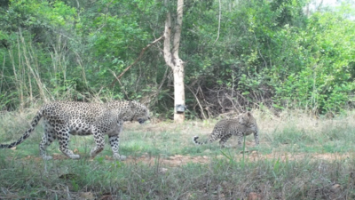 Bengaluru overtakes Mumbai in urban leopard population; study finds 85 big cats in surrounding forest zones