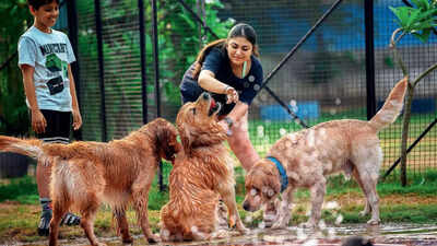 Pool dips, pet parties: Summer socials for doggos & their hoomans