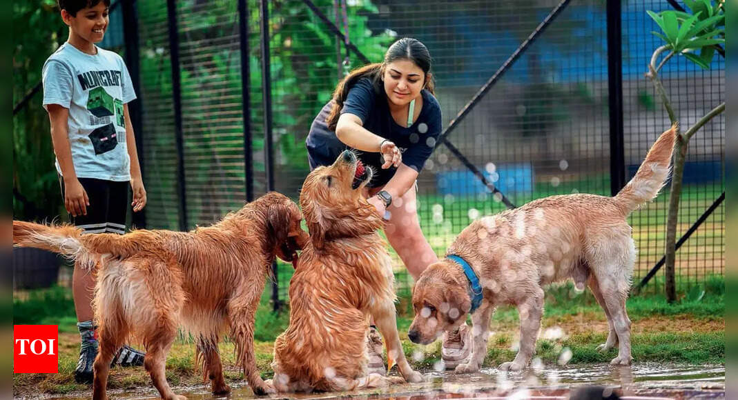 Pool dips, pet parties: Summer socials for doggos & their hoomans | Delhi News