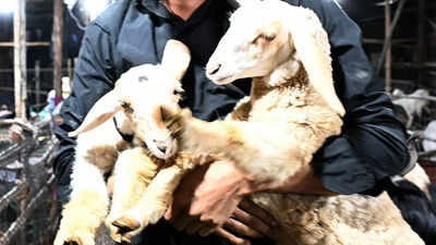  Snow-white goats and long-maned Kashmiri breeds dazzle at Jogeshwari Bakra Mandi; each priced at Rs 65,000–70,000