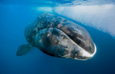 Meet the oldest  whale that has survived the icey Arctic waters for over 200 years