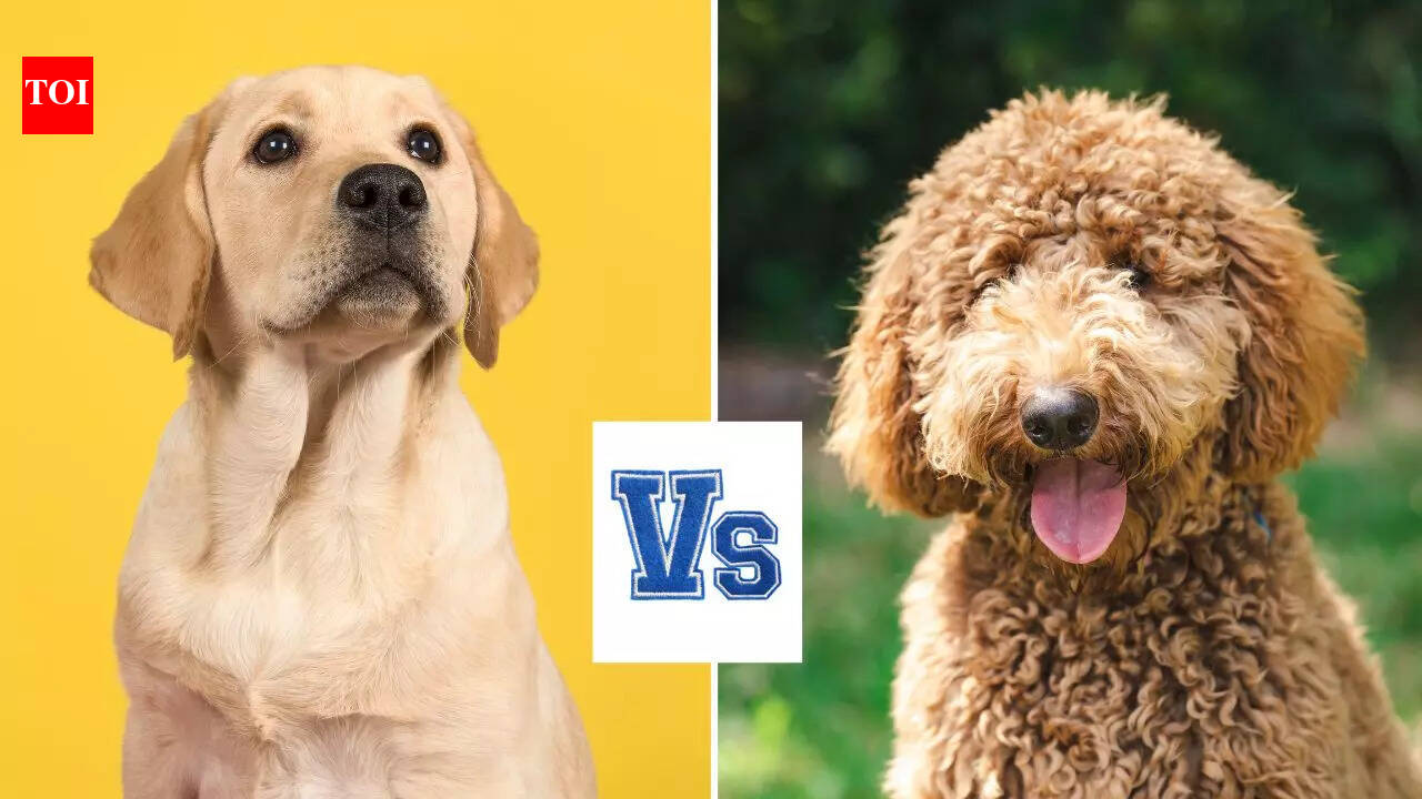 Labrador vs Golden Doodle: Which pet dog breed is more hypoallergenic?