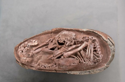 70-million-year-old dinosaur embryo found fossilised inside an egg that never hatched, it resembles THIS modern day animal
