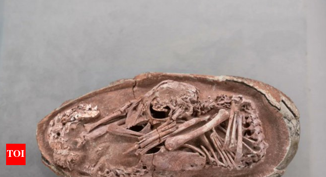 70-million-year-old dinosaur embryo found fossilised inside an egg that  never hatched, it resembles THIS modern day animal | - Times of India