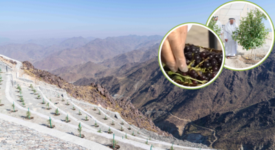  UAE’s first mountain grape vineyard bears fruit at Sharjah’s Ghamam retreat