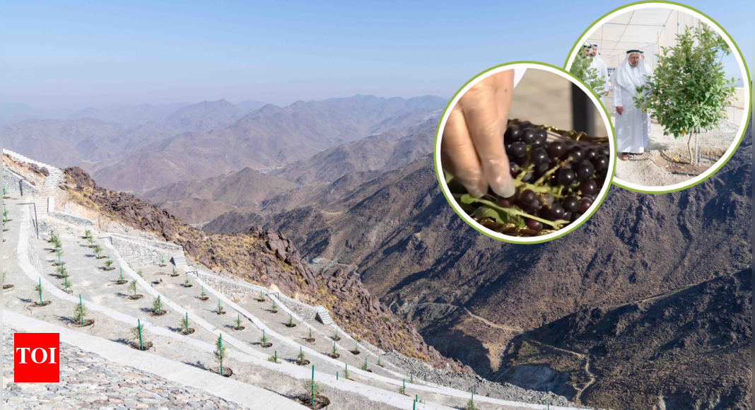 Above the clouds: UAE’s first mountain grape vineyard bears fruit at Sharjah’s Ghamam retreat