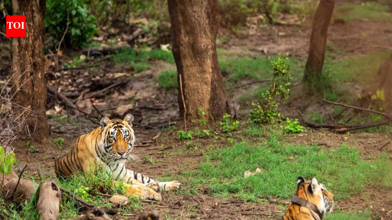 From Ranthambhore’s Riddhi to Satpura’s Rudra: Famous tigers in Indian ...