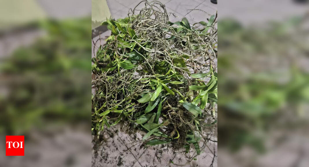 Man Arrested for Stealing Protected Orchids in Aizawl