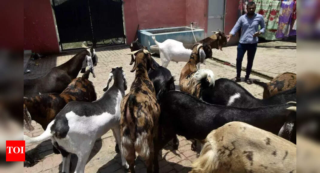 Prayagraj admin tightens security arrangements for Bakrid | Prayagraj News  timesofindia.indiatimes.com