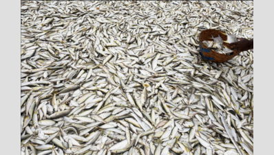 Goa fish production peaks in 2023, number slips through net in 2024