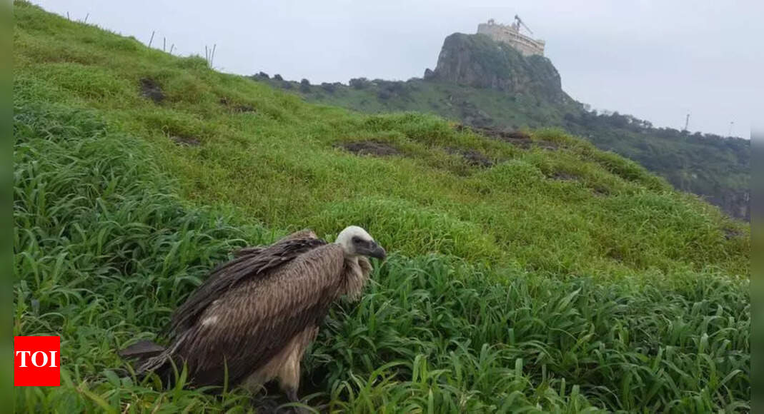 Halol to Build Vulture Restaurant to Aid Endangered Birds