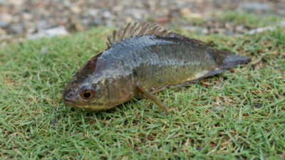 This Indian fish can climb trees (here's where you can find it)