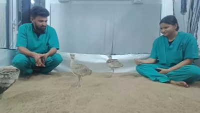 Peck & Choose: 5 GIB chicks named after Operation Sindoor heroes in Rajasthan; unique tribute linking wildlife conservation with national defence