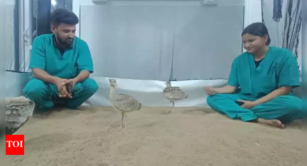 GIB Chicks Named to Honor Operation Sindoor