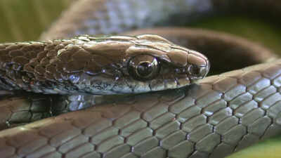 Four new snake species discovered in Papua New Guinea’s wild islands