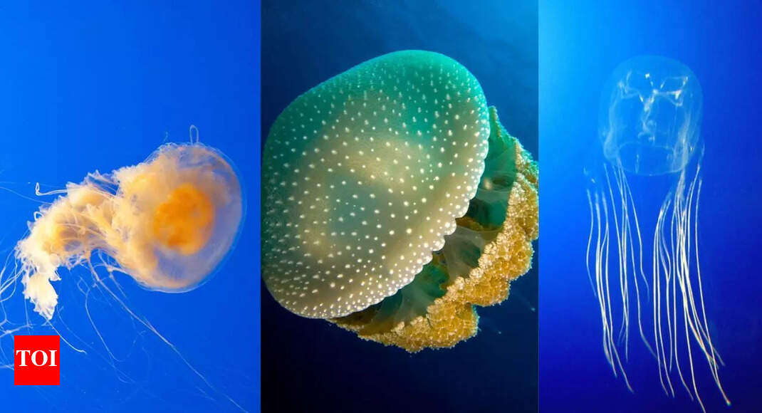 Can Jellyfish Sting Each Other? How They Avoid Harming Their Own Species Can Jellyfish Sting Each Other? How They Avoid Harming Their Own Species