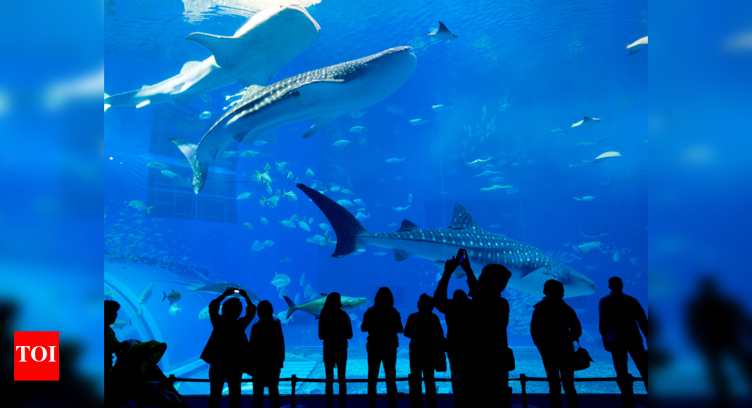 India’s next mega aquarium coming soon to Hyderabad’s Nehru Zoo