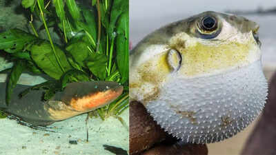 World’s most dangerous fish on Earth that you’d never want to encounter
