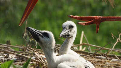 Why do some birds eat their own babies?