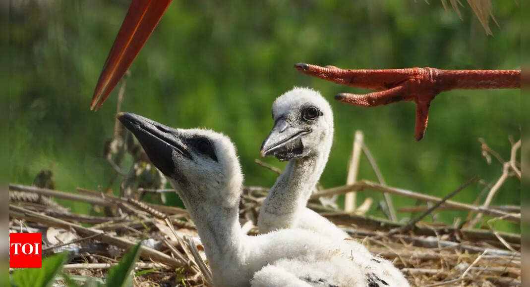 Why Some Birds Resort to Eating Their Own Young