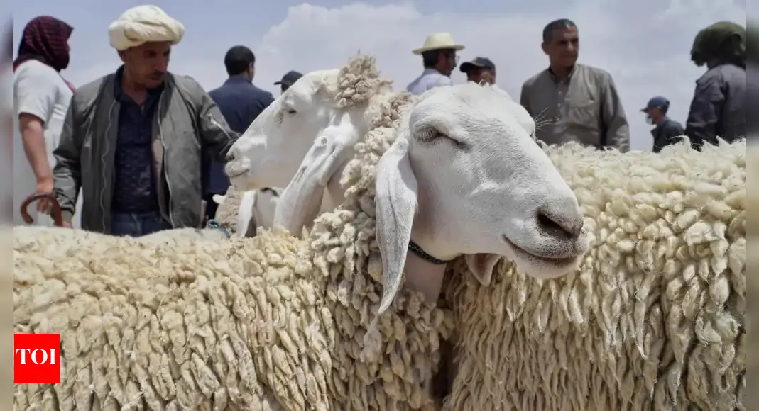 Drought, rising prices and dwindling herds undercut this year's Eid al-Adha in North Africa